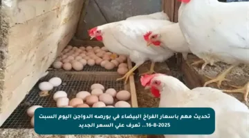 تحديث مهم بأسعار الفراخ البيضاء في بورصة الدواجن اليوم السبت 16-8-2025.. تعرف على السعر الجديد